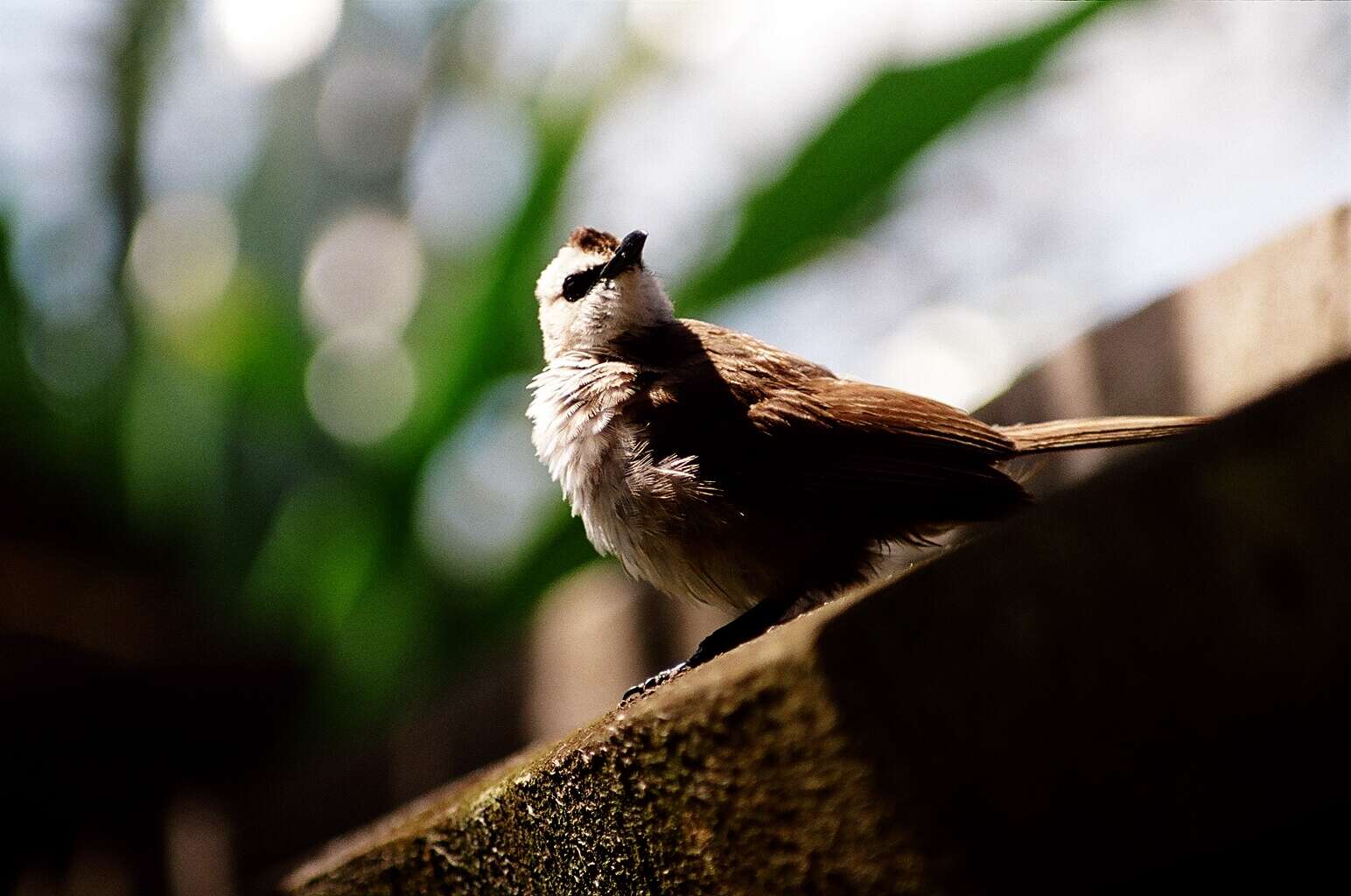 Image of Yellow-vented Bulbul