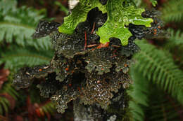 Image of Pseudocyphellaria lichen