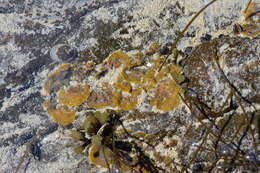 Image of Ralfsia fungiformis