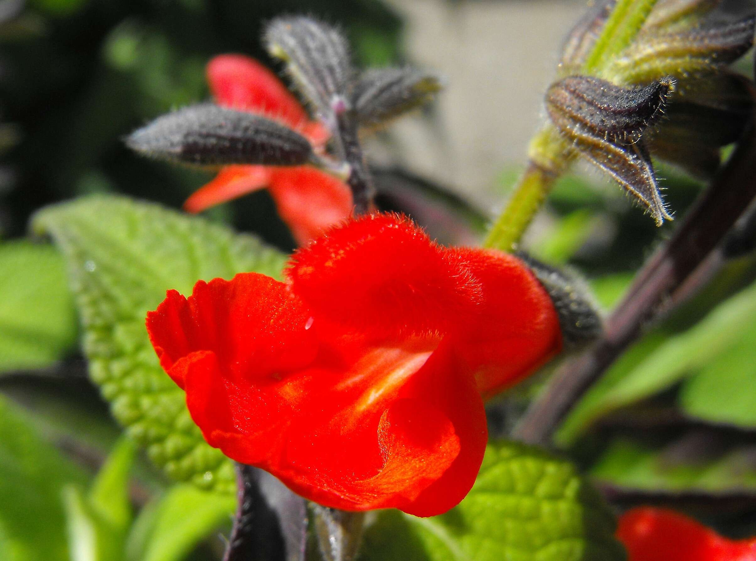 Image of Salvia blepharophylla Brandegee ex Epling