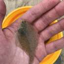 Image of Smallmouth flounder