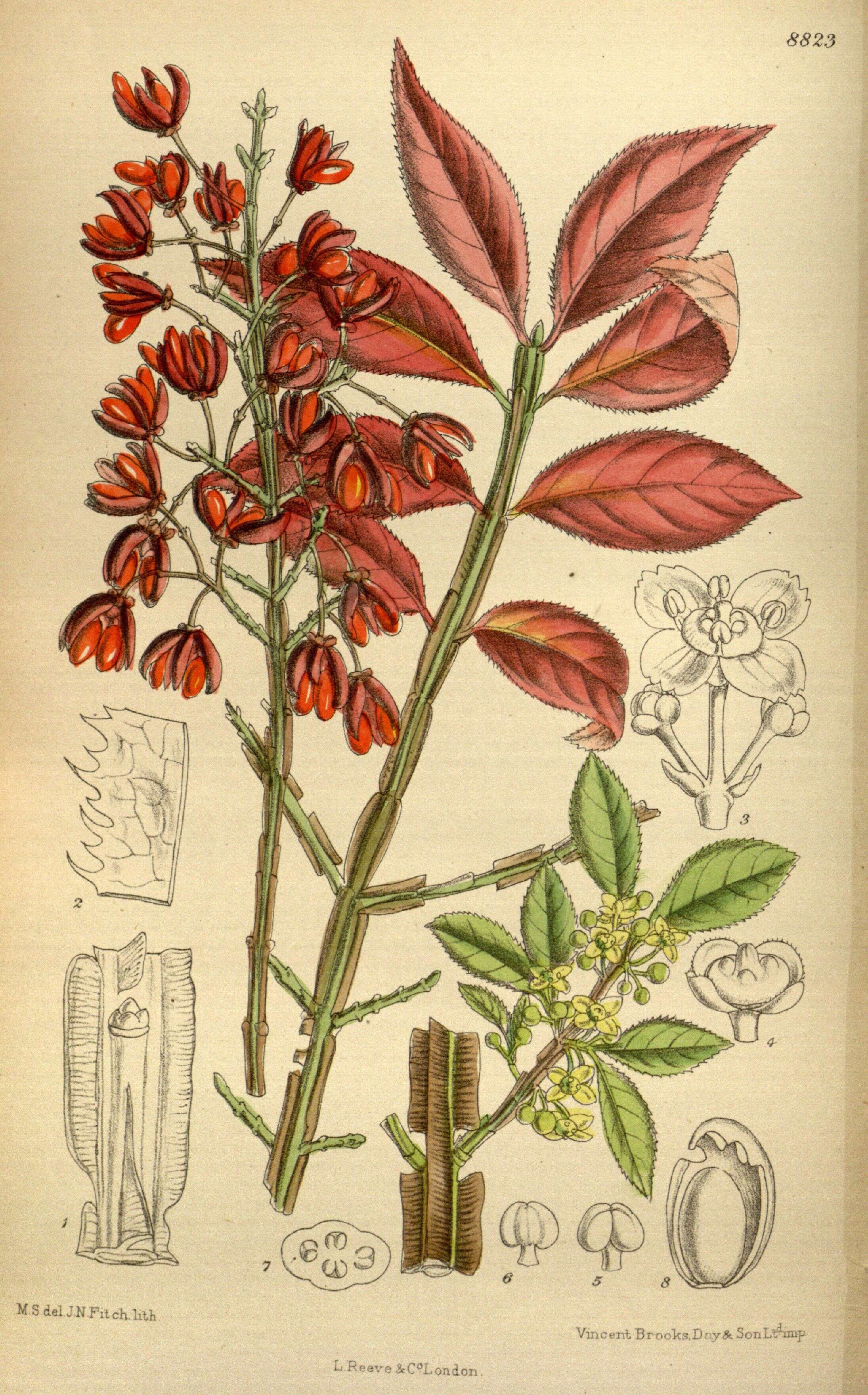 Image de Euonymus alatus (Thunb.) Siebold