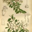 Imagem de Gaultheria cuneata (Rehder & E. H. Wilson) Bean