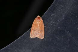 Image of lesser yellow underwing