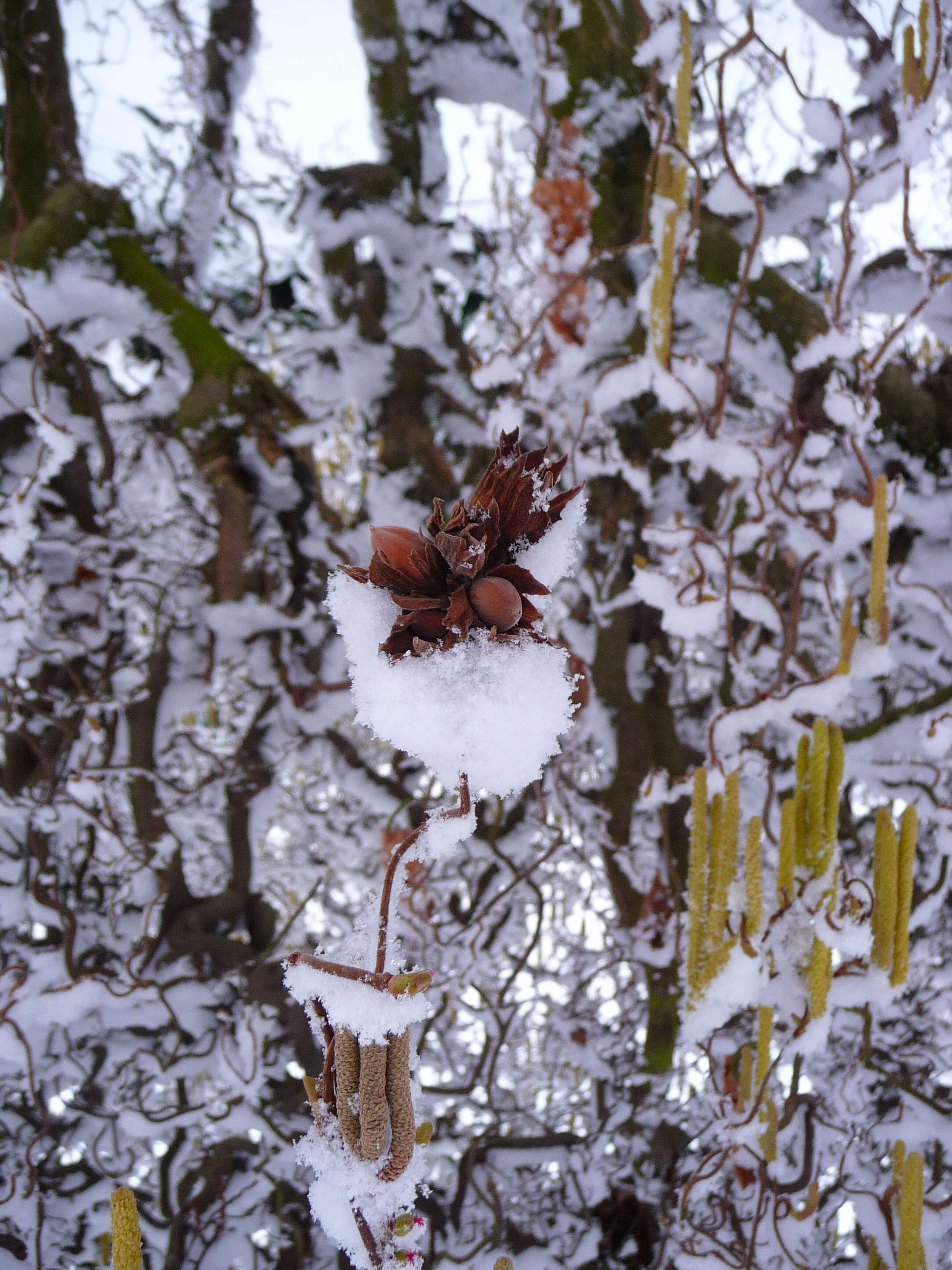 Image of Cobnut