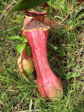 Image of Nepenthes eustachya Miq.