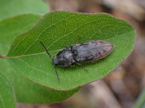 Image of Prosternon viduum (W. J. Brown 1936)