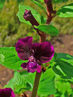 Image of blue waxweed