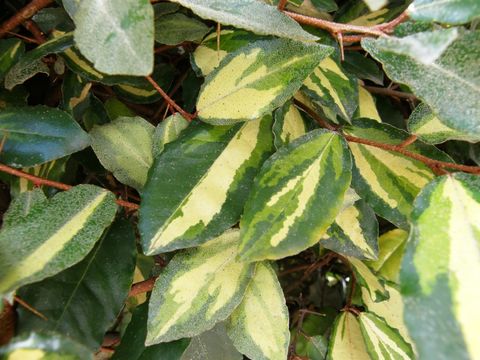 Image of thorny olive