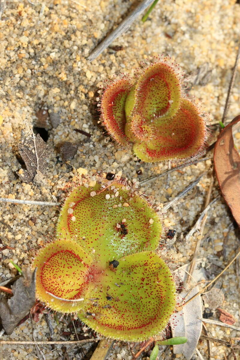 صورة Drosera erythrorhiza Lindl.