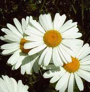 Image of Oxeye Daisy