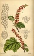 Image de Grossulariaceae