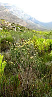 Image of Pretty Blombush