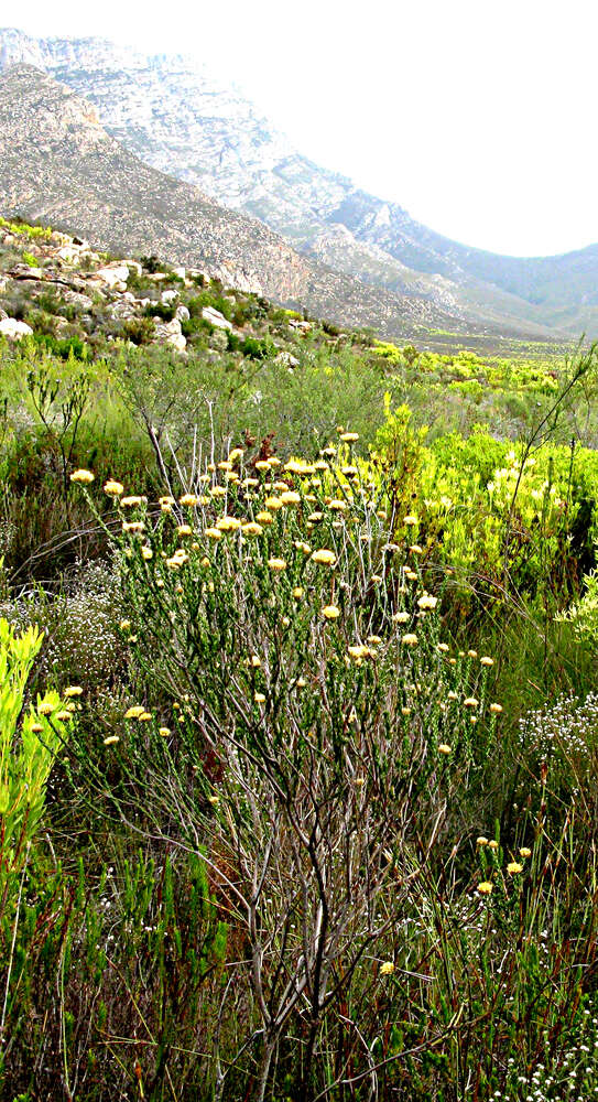 Image of Pretty Blombush