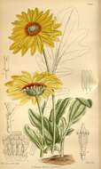 Image of Double Namaqua marigold