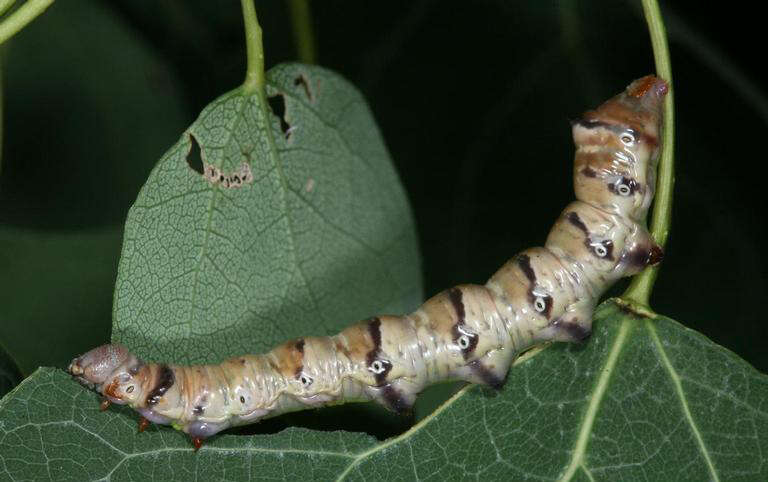 Image of Greater Swallow Prominent