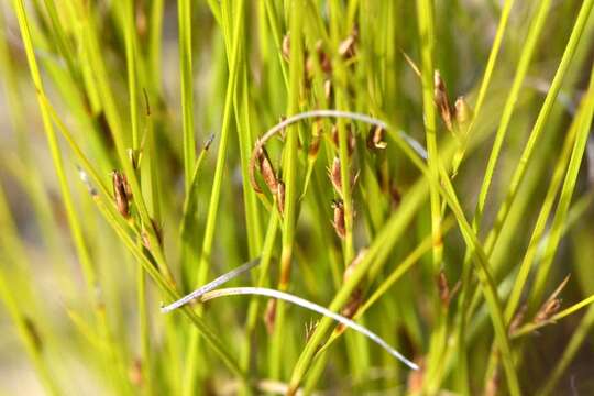 Image de Tetraria pygmaea Levyns