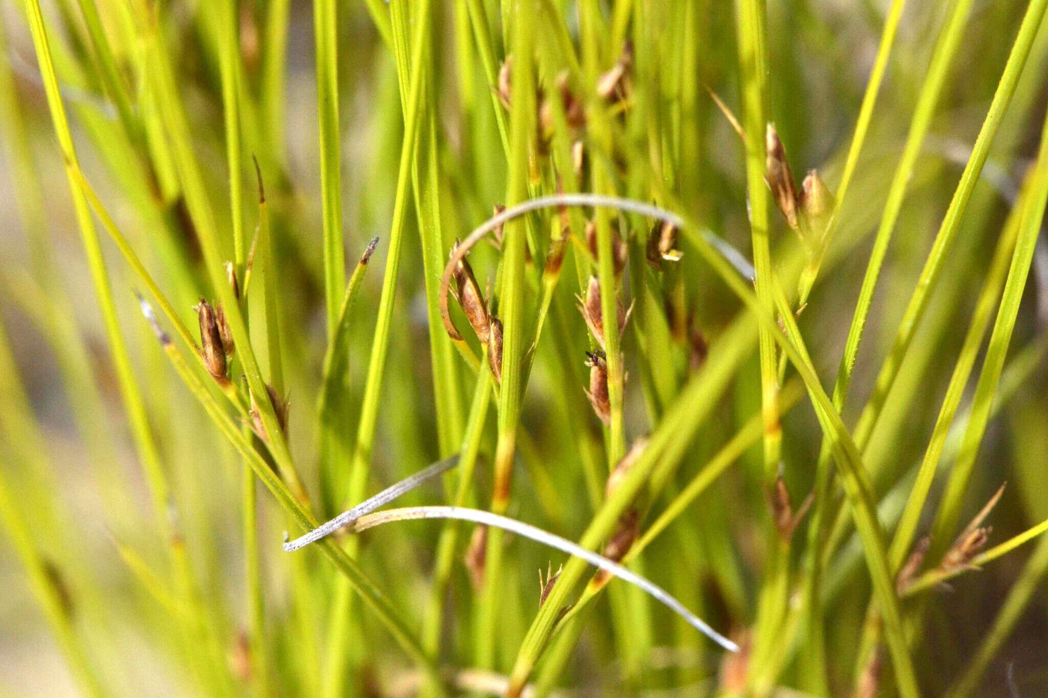 Image of Tetraria pygmaea Levyns