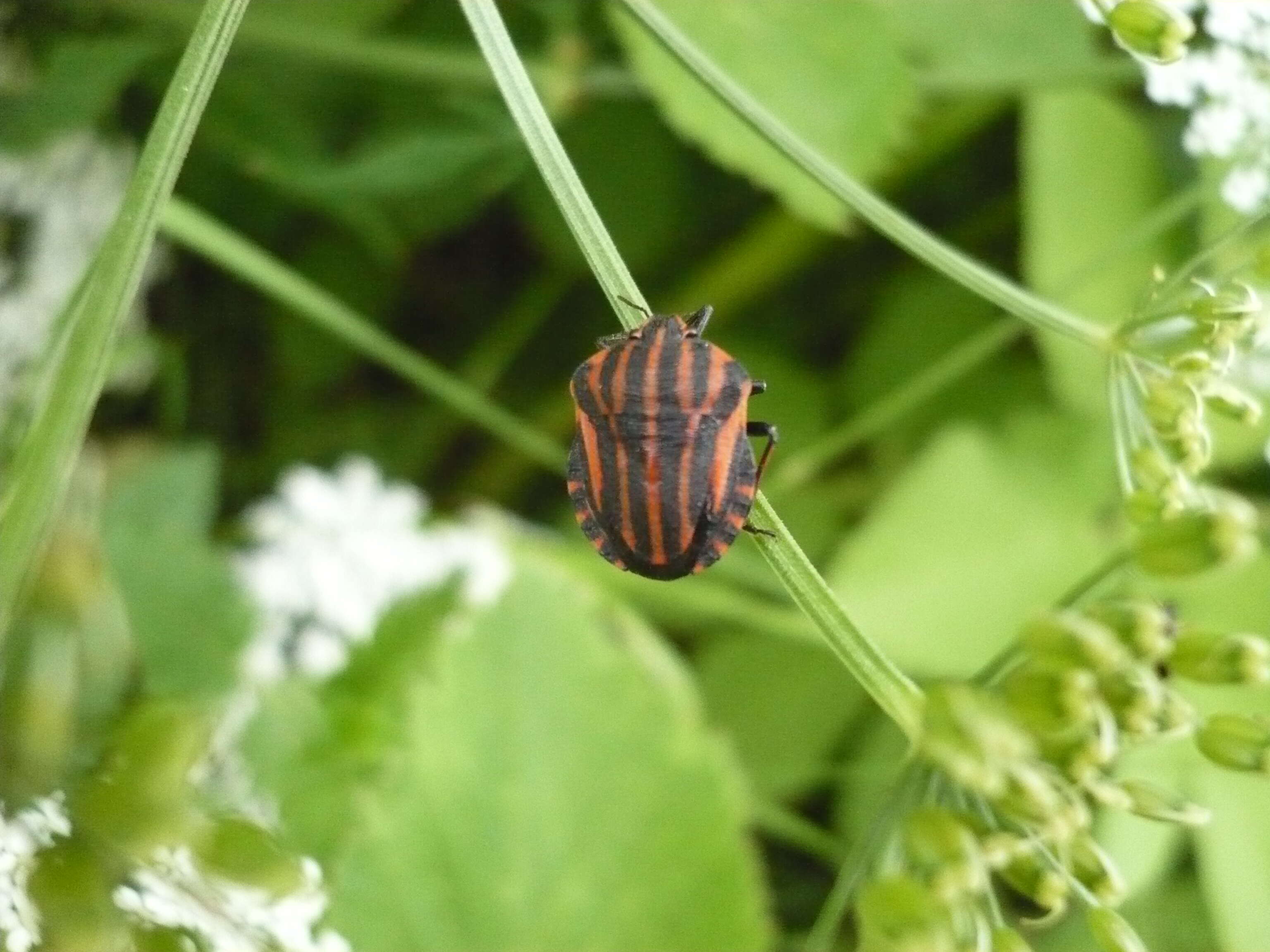 Image of <i>Graphosoma italicum</i>