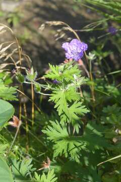 Image of Geranium yesoense Franch. & Sav.