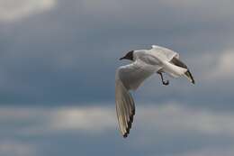 Image of Black-headed Gull