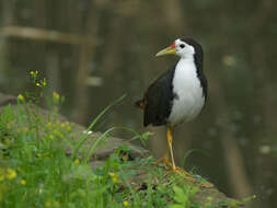 Image of White-breasted Waterhen