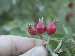 Imagem de Rosa woodsii var. ultramontana (S. Wats.) Jeps.