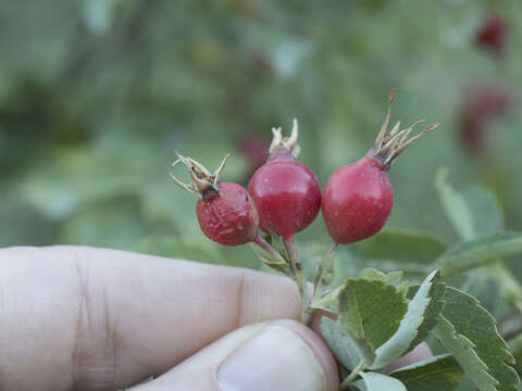 Image de Rosa woodsii var. ultramontana (S. Wats.) Jeps.