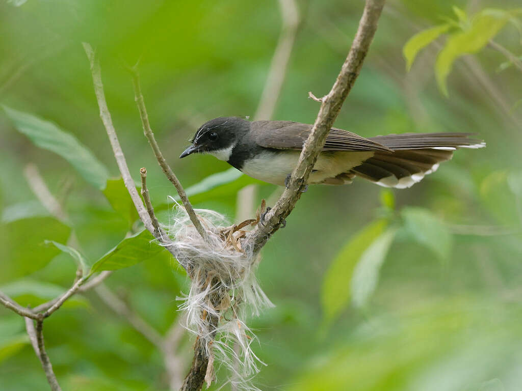 Image of Malaysian Pied Fantail