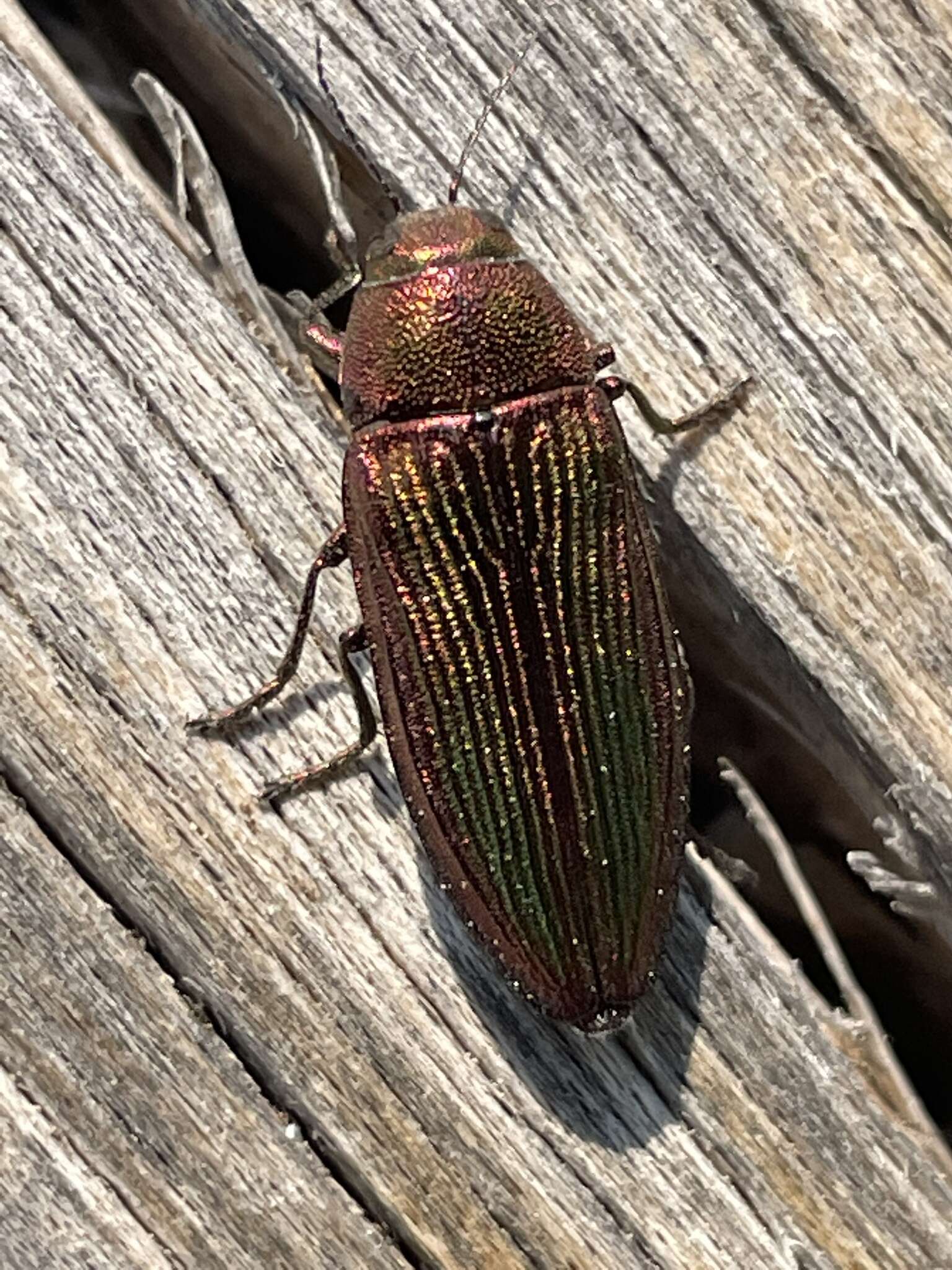 Image of Buprestis intricata Casey 1909