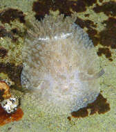 Image of Black and White Dorid