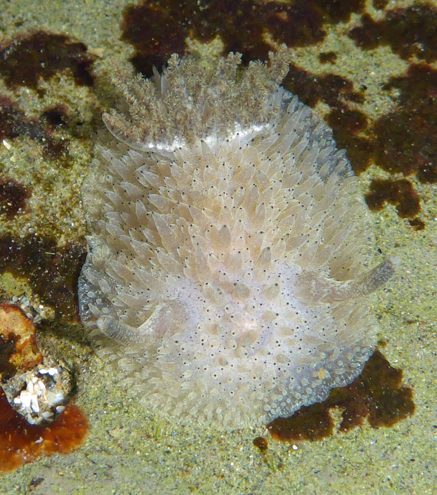 Image of Black and White Dorid