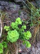 Image of Osmitopsis dentata (Thunb.) Bremer