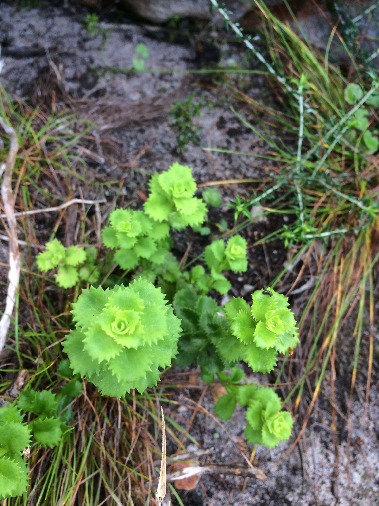 Image of Osmitopsis dentata (Thunb.) Bremer