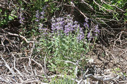 Image of silky phacelia