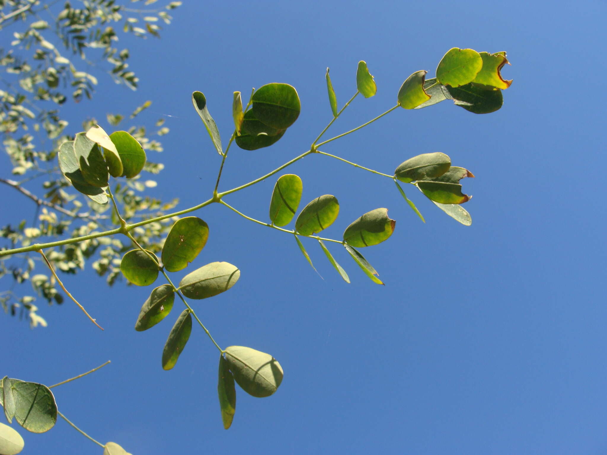 Image of <i>Erythrostemon hughesii</i>