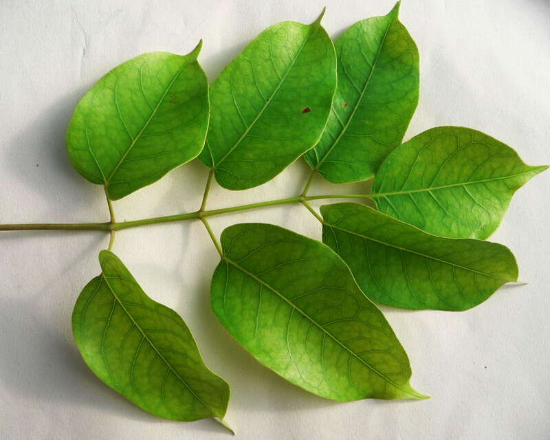 Image of gumbo limbo