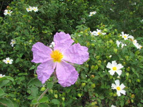 Image of salvia cistus