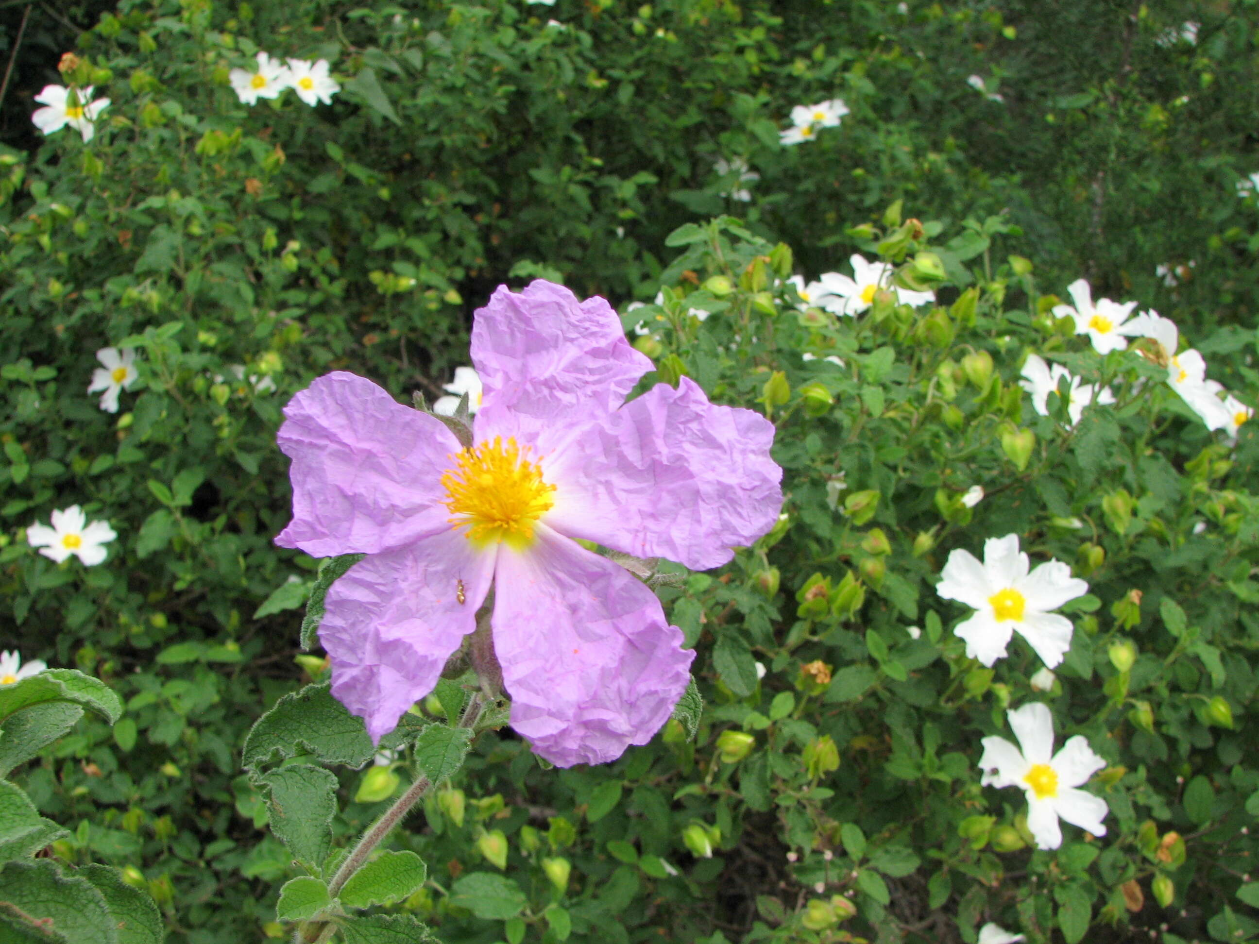 Imagem de Cistus salviifolius L.