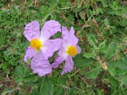 Image of Cistus creticus L.