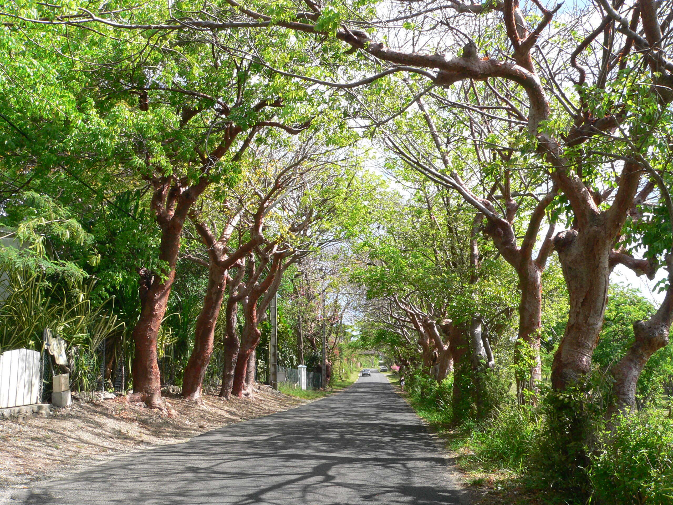 Image of gumbo limbo