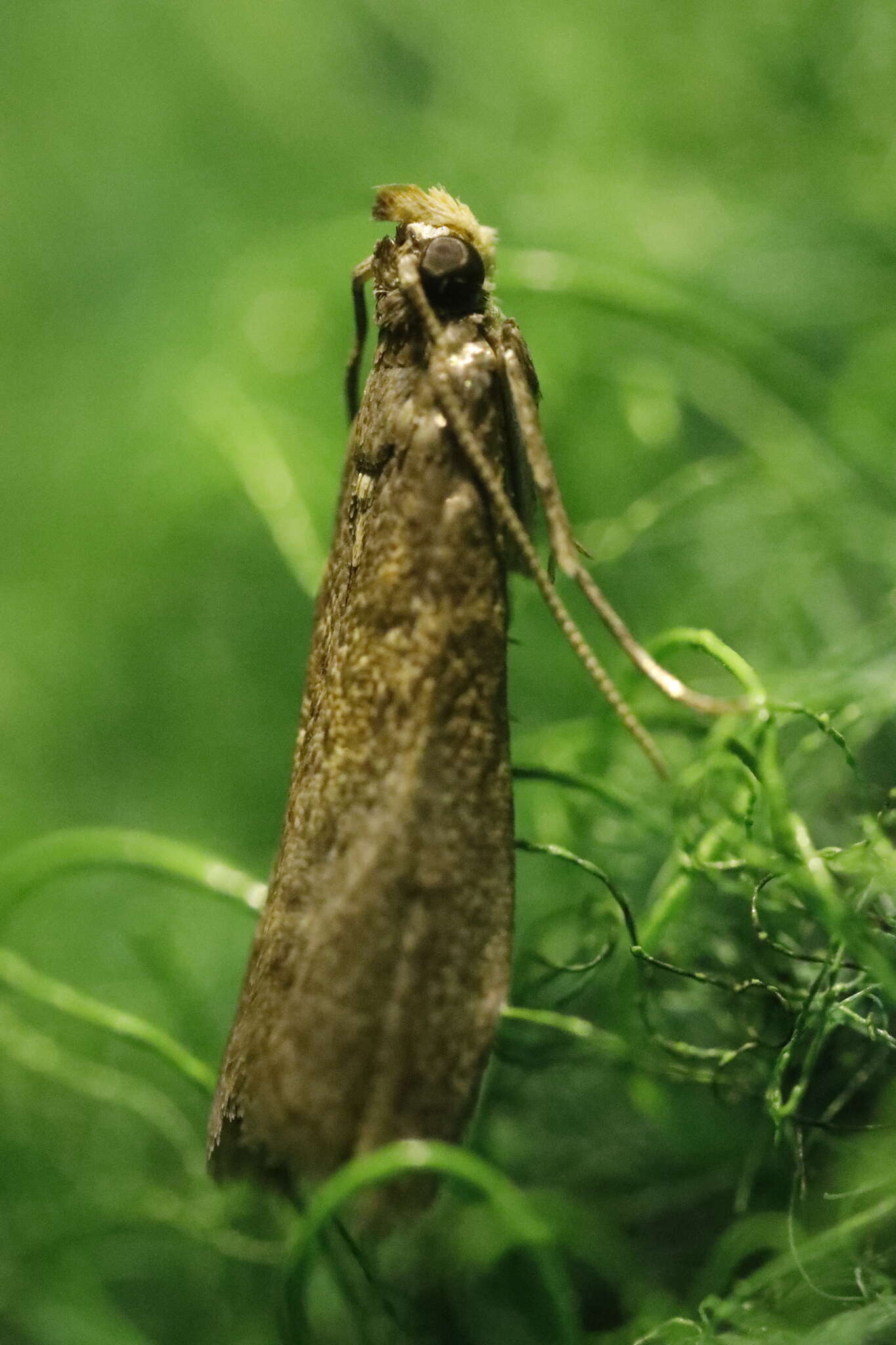 Imagem de Salebriopsis albicilla Herrich-Schäffer 1849