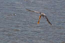 Image of Black-headed Gull