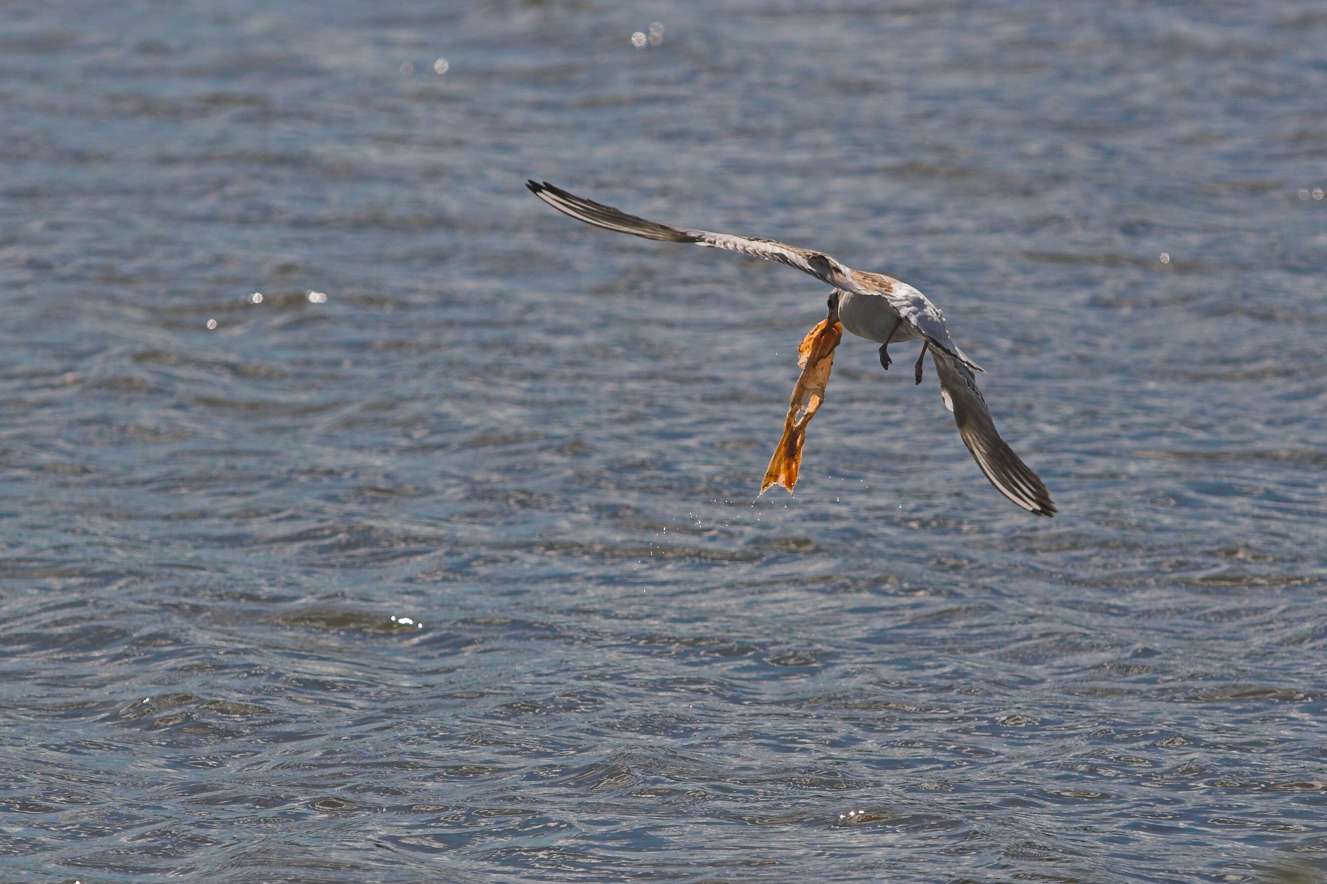 Image of Black-headed Gull