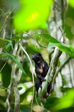 Image of Black Tamarin