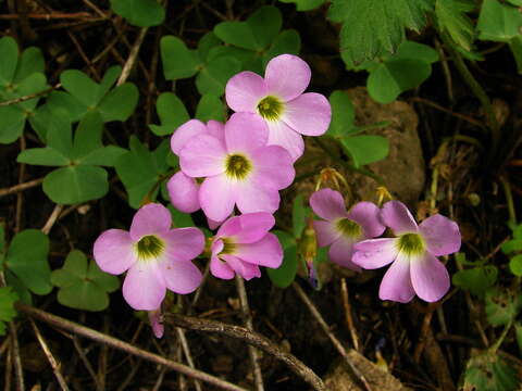 Imagem de Oxalis violacea L.