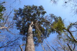 Imagem de Pinus glabra Walter