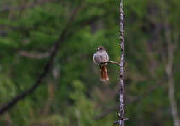 Image of Siberian Jay