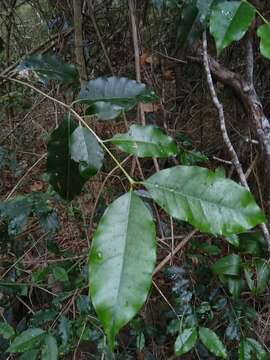 Image de Olea paniculata R. Br.