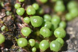 Image of Mannia gracilis (F. Weber) D. B. Schill & D. G. Long